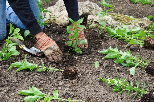 North End garden pruning and shaping shrubs for a clean landscape