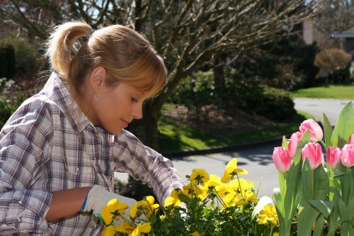 Seasonal lawn mowing in North End supporting healthy turf