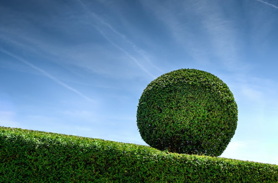 A gardener using long-handled pruning shears to trim a dense, green hedge in a well-maintained garden. The hedge features small, glossy leaves with hints of pink flowers blooming among the foliage. Th
