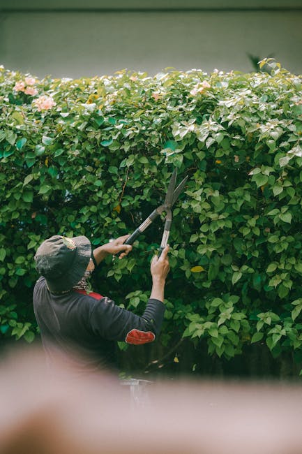 A person wearing a wide-brimmed hat and dark clothing is trimming a lush, green hedge with long-handled pruning shears outdoors. The hedge, composed of dense foliage with some light pink flowers, is p
